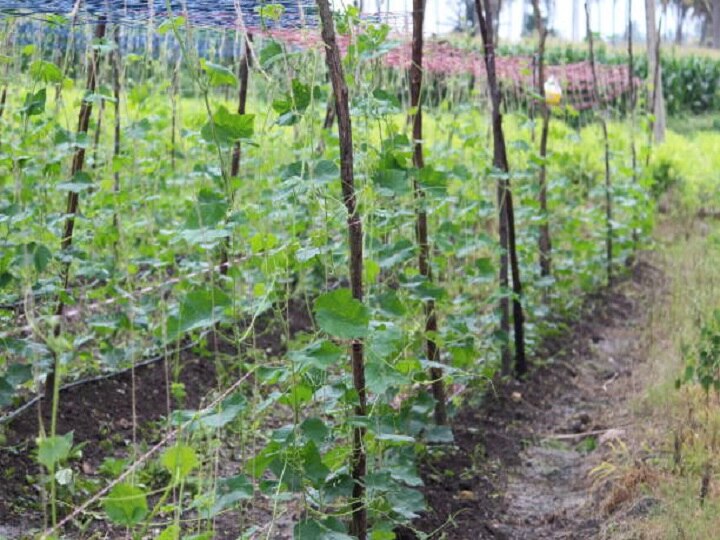 Farming Technique: किसानों को मालामाल बना सकती है साधारण सी तोरई, मुनाफे के पीछे छिपी है खास तकनीक