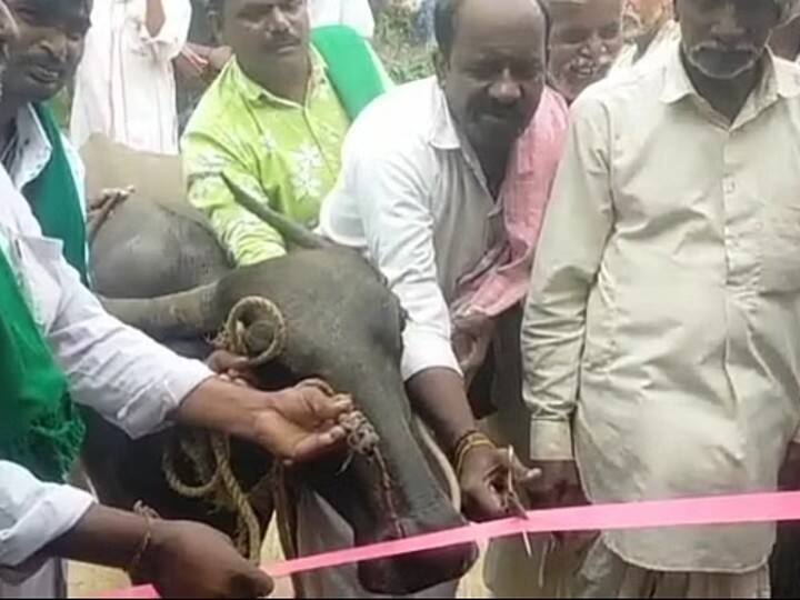 angry village men makes buffalo to inaugrate bus shelter in Karnataka video goes viral Buffalo inaugurate bus shelter: வித்தியாசமான சிறப்பு விருந்தினர்... பேருந்து நிழற்குடையைத் திறந்து வைத்த எருமை மாடு!