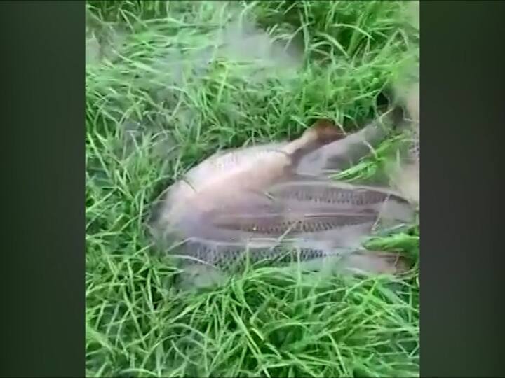 यामुळे प्रदूषण मंडळ मासे मृत्यूच्या विषयाकडे का दुर्लक्ष करतेय असा सवाल नदी काठचे नागरिक करत आहेत