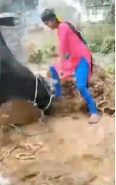 Viral Video: ਕੁੜੀ ਨੂੰ ਗਾਂ ਦੇ ਅੱਗੇ ਨੱਚਣਾ ਪਿਆ ਭਾਰੀ, ਪੈਰਾਂ 'ਤੇ ਖੜ੍ਹੇ ਹੋਣਾ ਵੀ ਹੋਈਆ ਮੁਸ਼ਕਲ