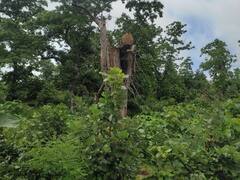 Sagar News: प्रकृति ने दी सजा! पेड़ काटने के दौरान एक हिस्सा ऊपर गिरा, शख्स की मौत