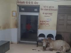 Bundi News: बूंदी के सरकारी अस्पताल के परिसर में मवेशियों का डेरा, इस फैसले से गड़बड़ाई व्यवस्था