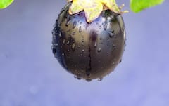 Brinjal: বেগুন স্বাস্থ্যের জন্য উপকারী নাকি ক্ষতিকর?