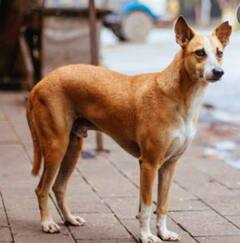 ਕੁੱਤੇ ਨੇ ਬੇਟੇ ਨੂੰ ਵੱਢਿਆ ਤਾਂ ਗੁੱਸੇ 'ਚ ਪਿਤਾ ਨੇ 29 ਕੁੱਤਿਆਂ ਨੂੰ ਮਾਰੀ ਗੋਲੀਆਂ, ਯੂਜ਼ਰਸ ਨੇ ਕਿਹਾ- ਕਿੰਨੀ ਵਹਿਸ਼ੀ ਹਰਕਤ...