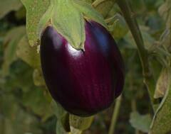 Brinjal: বেগুন স্বাস্থ্যের জন্য উপকারী নাকি ক্ষতিকর?