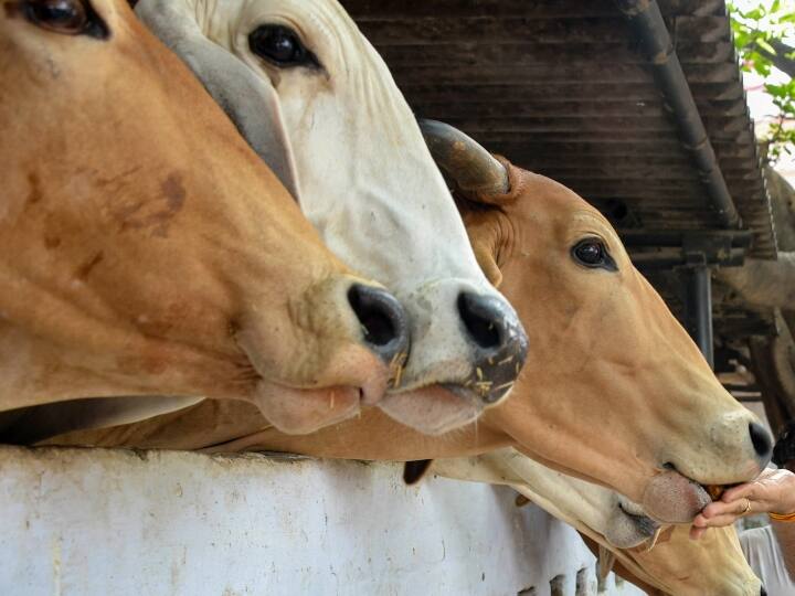 Greater Noida Authority to construct one more Cowshed for 500 cows ANN Greater Noida: ग्रेटर नोएडा में 500 गायों के लिए बनेगा एक और गौशाला, आधुनिक सुविधाओं से होगा लैस