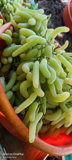 PHOTO : द्राक्षाच्या नव्या जातीला VSD Seedless नावाने पेटंट, काय आहेत वैशिष्ट्ये?