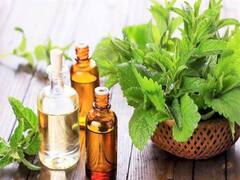 Mentha Oil Price: मेंथा ऑयल में गिरावट, 1006 रुपये/किलो पर कर रहा कारोबार, बढ़ सकते है दाम