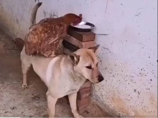 Rooster and dog helped each other in stealing food, you will be surprised after watching the video 'ਚੋਰ-ਚੋਰ ਮਸੇਰ ਭਾਈ': ਕੁੱਕੜ ਤੇ ਕੁੱਤੇ ਨੇ ਖਾਣਾ ਚੋਰੀ ਕਰਨ ਵਿੱਚ ਇੱਕ ਦੂਜੇ ਦੀ ਕੀਤੀ ਮਦਦ, ਵੀਡੀਓ ਦੇਖ ਕੇ ਰਹਿ ਜਾਓਗੇ ਹੈਰਾਨ