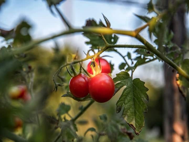 Health Tips red cherry tomatoes good for health marathi news Health Tips : लाल-लाल छोटे टोमॅटो आरोग्यासाठी आहेत फायदेशीर; जाणून घ्या फायदे