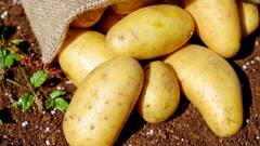 Potato: মধুমেহ রোগীরা কি আলু খেতে পারবেন? খেলে কী হবে?