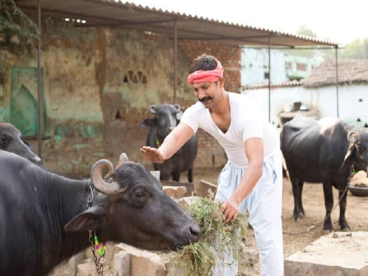 Animal Nutrition Special: पशुओं को चारे के साथ नमक खिलाना क्यों है जरूरी, यहां जानें कारण know the reason of feed salt to dairy animals with fodder and balanced diet Animal Nutrition Special: पशुओं को चारे के साथ नमक खिलाना क्यों है जरूरी, यहां जानें कारण