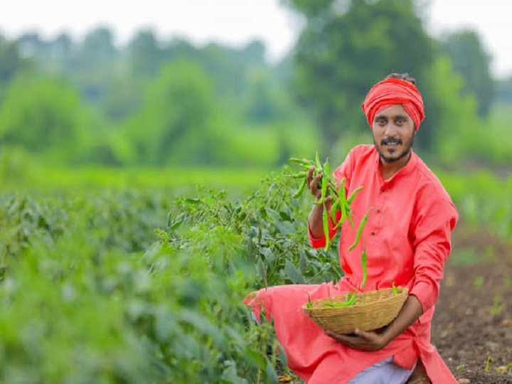 Garlic Cultivation: लहसुन के किसानों को मिलेगी डबल आमदनी, फसल में शुरु कर लें ये काम