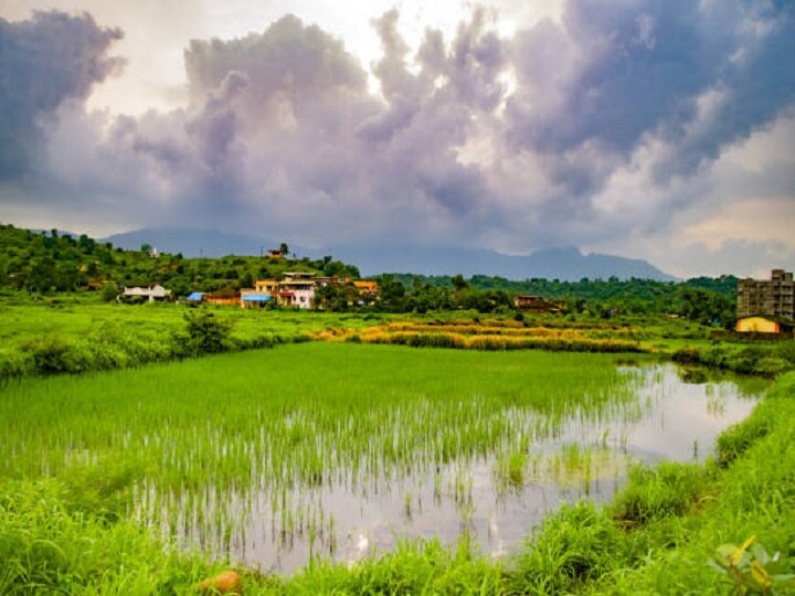 IMD Advisory For Agriculture: उत्तराखंड के ज्यादातर जिलों में भारी बारिश का अनुमान, किसान समय रहते कर लें ये जरूरी काम