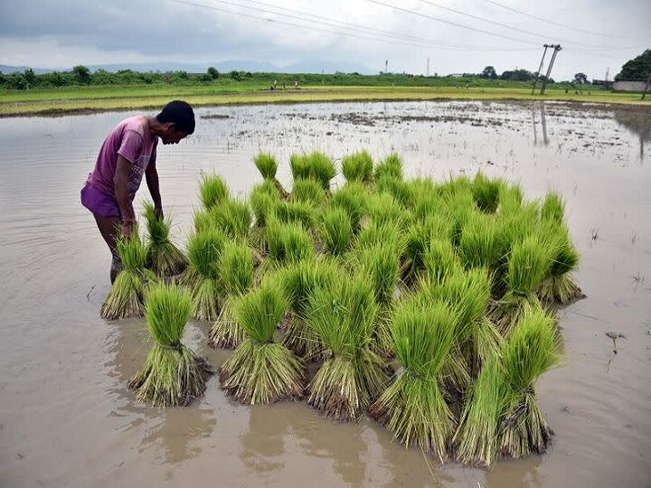 IMD Advisory For Agriculture: उत्तराखंड के ज्यादातर जिलों में भारी बारिश का अनुमान, किसान समय रहते कर लें ये जरूरी काम