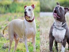 Dog Registration: कुत्तों के काटने की घटनाएं बढ़ीं, फिर भी रजिस्ट्रेशन नहीं करवा रहे दिल्ली वाले