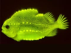 In A First, Scientists Record Biofluorescence In Lumpfish
