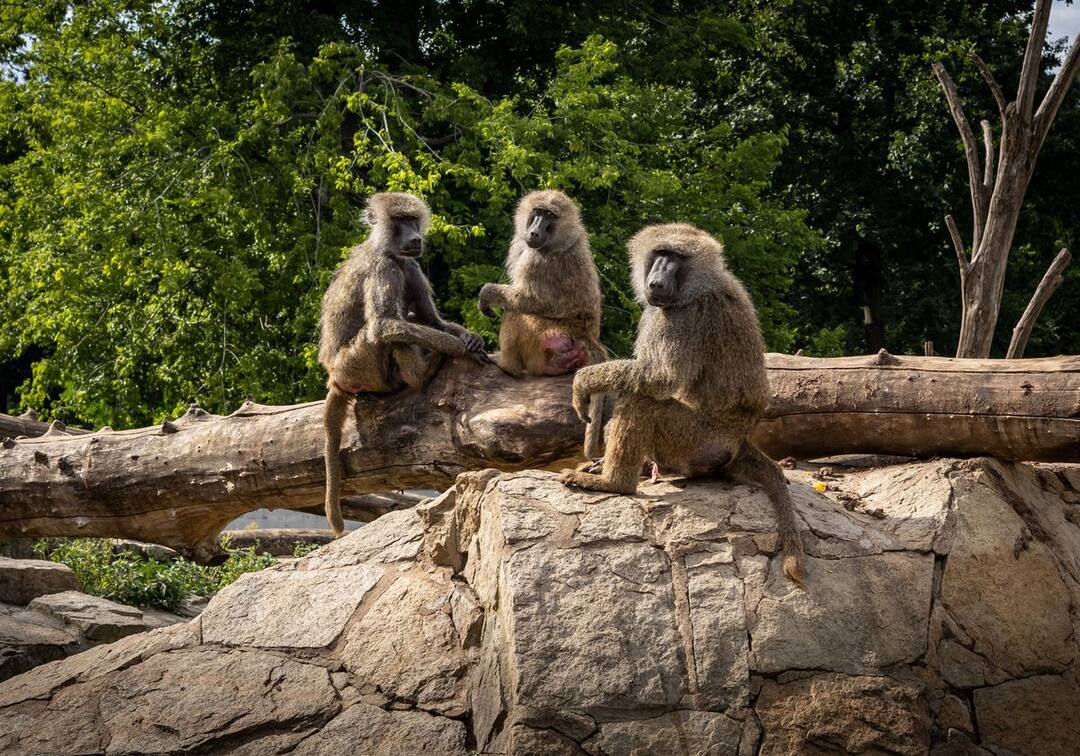 Langurs stranded on water-logged electricity tower in Nagpur, rescue operation underway Nagpur News: 5 दिनों से ‘हाई पावर ट्रांसमिशन टावर’ पर फंसे हुए हैं 7 लंगूर, निकालने की कोशिशें जारी