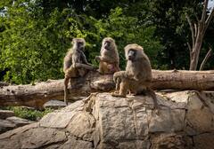 Nagpur News: 5 दिनों से ‘हाई पावर ट्रांसमिशन टावर’ पर फंसे हुए हैं 7 लंगूर, निकालने की कोशिशें जारी