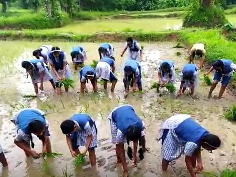 Paddy Planting done by students in residential school at Dawwa in Gondia district Gondia News : विद्यार्थीनींनी केली शास्त्रीय पद्धतीनं भात रोवणी,  निवासी शाळेचा आगळा वेगळा उपक्रम