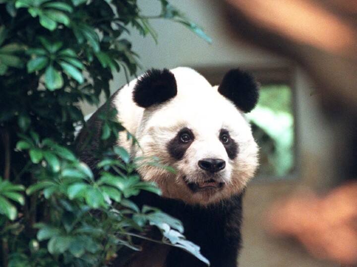 Worlds Oldest Male giant panda AN AN dies at age of 35 உலகின் மிக வயதான ராட்சத ஆண் பாண்டா மரணம்! பாண்டா செல்லத்தின் பெயர் தெரியுமா?