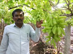 PHOTO : द्राक्षाच्या नव्या जातीला VSD Seedless नावाने पेटंट, काय आहेत वैशिष्ट्ये?