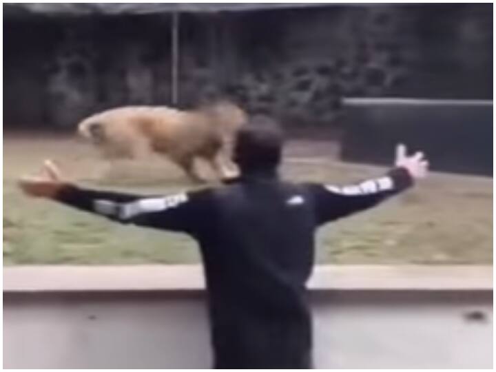 lion is so happy to meet his old friend social media viral video Watch: पुराने दोस्त से मिलकर शेर की खुशी का नहीं रहा कोई ठिकाना, वायरल हुआ रिएक्शन