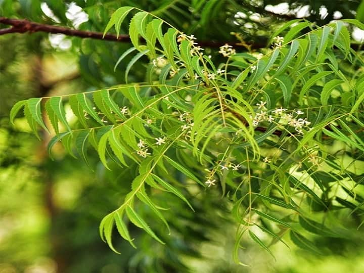 Vastu Tips: Plant Neem trees in house, Know its benefits and directions Vastu Tips: দূর হবে শনির দোষ, অশুভ শক্তি থেকেও রক্ষা ; বাড়ির সামনে লাগান এই গাছ