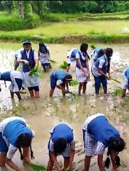 विद्यार्थ्यांनींनी केली शास्त्रीय पद्धतीनं भात रोवणी