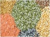 Pulses Price: નહીં વધે તુવેર, અડદની દાળના ભાવ, કિંમત નિયંત્રણમાં લેવા માટે સરકારે ભર્યું આ મોટું પગલું