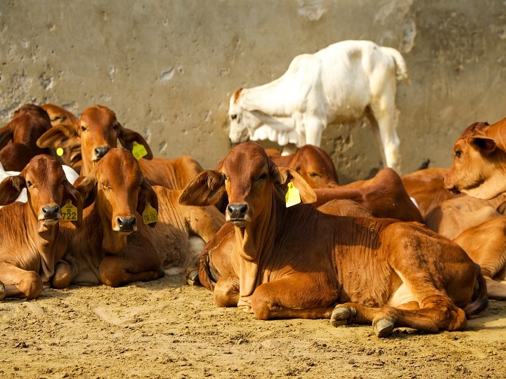 Animal Nutrition Special: पशुओं को चारे के साथ नमक खिलाना क्यों है जरूरी, यहां जानें कारण