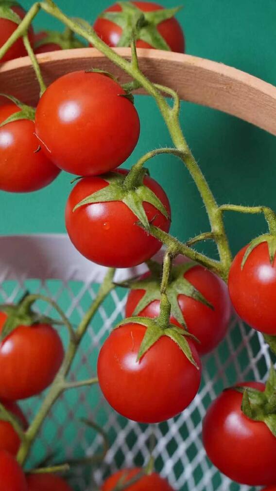 বেশি বেশি টমেটো খাচ্ছেন ? কী হতে পারে জানেন ?