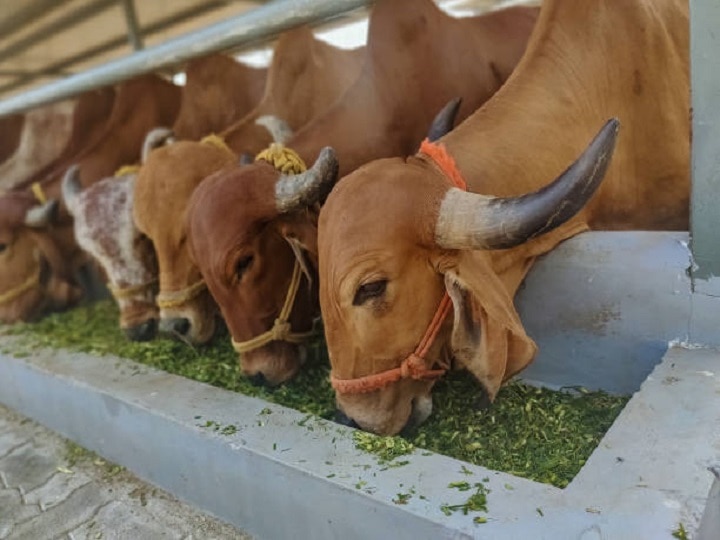 Animal Nutrition Special: पशुओं को चारे के साथ नमक खिलाना क्यों है जरूरी, यहां जानें कारण