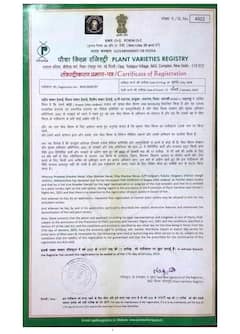 PHOTO : द्राक्षाच्या नव्या जातीला VSD Seedless नावाने पेटंट, काय आहेत वैशिष्ट्ये?