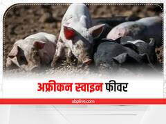 African Swine Fever: बरेली में 'अफ्रीकन स्वाइन फीवर' का पहला मामला, अब सुअरों में संक्रमण की होगी जांच