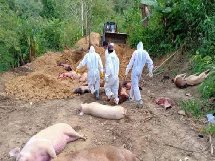 Thiruvananthapuram: African swine fever was reported in Kerala Wayanad African swine fever: மீண்டும் கேரளாவில் புதிய வைரஸ்... மெல்ல அடியெடுத்து வைத்த ஆப்ரிக்கன் பன்றிக் காய்ச்சல்!