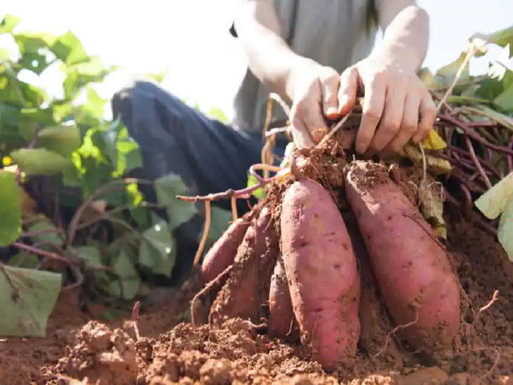 Sweet Potato Farming to double the income, these things to keep in mind Sweet Potato Farming: ਸਰਦੀਆਂ ਤੱਕ ਮੋਟਾ ਮੁਨਾਫਾ ਕਮਾਉਣ ਲਈ ਸ਼ਕਰਕੰਦੀ ਦੀ ਸ਼ੁਰੂ ਕਰੋ ਖੇਤੀ , ਇਨ੍ਹਾਂ ਗੱਲਾਂ ਦਾ ਰੱਖੋ ਧਿਆਨ