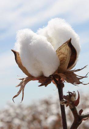 कापसाच्या दरात घसरण