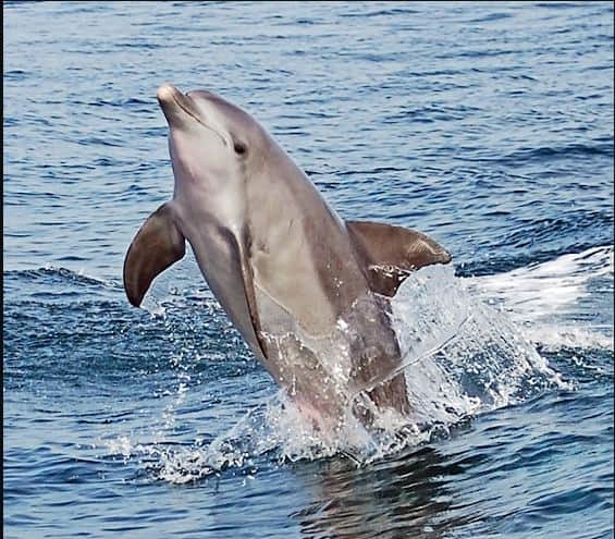 Dolphins also take care of their beauty, you will be stunned if you know the skin care routine Dolphins ਵੀ ਆਪਣੀ ਖ਼ੂਬਸੂਰਤੀ ਦਾ ਰੱਖਦੀਆਂ ਹਨ ਖ਼ਿਆਲ , ਸਕਿੱਨ ਕੇਅਰ ਰੁਟੀਨ ਜਾਣ ਕੇ ਤੁਸੀਂ ਵੀ ਰਹਿ ਜਾਓਗੇ ਦੰਗ