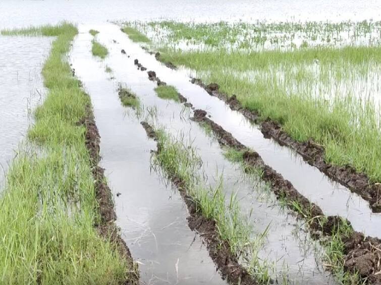 Increase in water level of Jayakwadi, farmers crops under water Jayakwadi Dam Water : जायकवाडीच्या पाणी पातळीत वाढ, गाळपेर जमिनीतील पिकं पाण्याखाली, शेतकऱ्यांना फटका