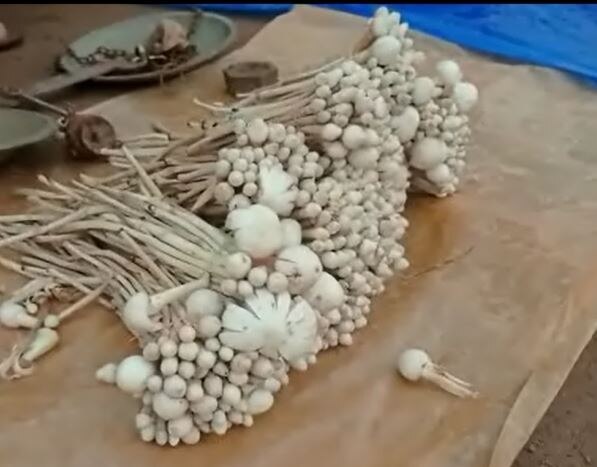 Jungly Mushroom : मटनापेक्षाही महाग मशरुम! गोंदियाच्या बाजारपेठेत महागड्या 'जंगली मशरुम'ची चर्चा  