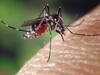 Mosquito Bite: ఆడదోమలు మాత్రమే ఎందుకు కుడతాయి? రక్తం లేకుండా అవి బతకలేవా?