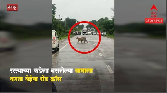 Chandrapur : वाघासाठी महामार्गावरील ट्रॅफिक थांबवलं, व्हिडीओ व्हायरल