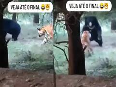 Watch: ਭਾਲੂ ਦਾ ਸ਼ਿਕਾਰ ਕਰਨ ਗਿਆ ਸੀ ਟਾਈਗਰ, ਖੁਦ ਉਲਟੇ ਪੈਰ ਜਾਨ ਬਚਾ ਕੇ ਭੱਜਿਆ