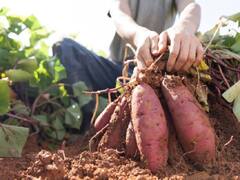 Sweet Potato Farming: सर्दियों तक मोटा मुनाफा कमाने के लिये शुरु कर दें शकरकंद की खेती, इन बातों का रखें खास ध्यान