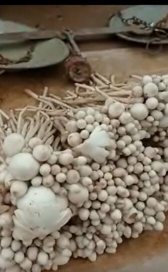 मटनापेक्षाही महाग मशरुम