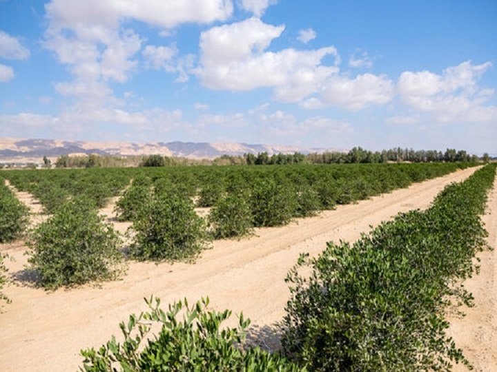 Jojoba Cultivation: 150 साल तक किसानों की जेबें भरेगा जोजोबा, जानें रेगिस्तान में इस सुनहरे फल को उगाने का तरीका