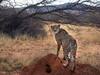 Why Did Indian Cheetah Become Extinct? All You Need To Know
