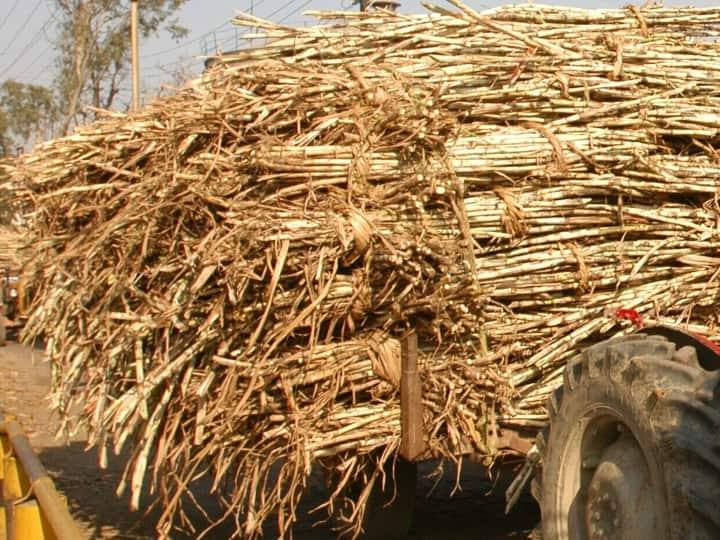 Punjab Agriculture Minister Kuldeep Singh Dhaliwal announcement ​​sugarcane farmers will get the arrears in three installments Punjab Sugarcane Farmers: पंजाब के कृषि मंत्री का एलान- तीन किस्तों में होगा गन्ना किसानों के बकाए का भुगतान