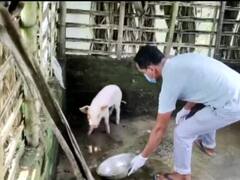 Kerala: केरल के वायनाड में अफ्रीकन स्वाइन फीवर का मामला आया सामने, 300 सुअरों को मारने के निर्देश